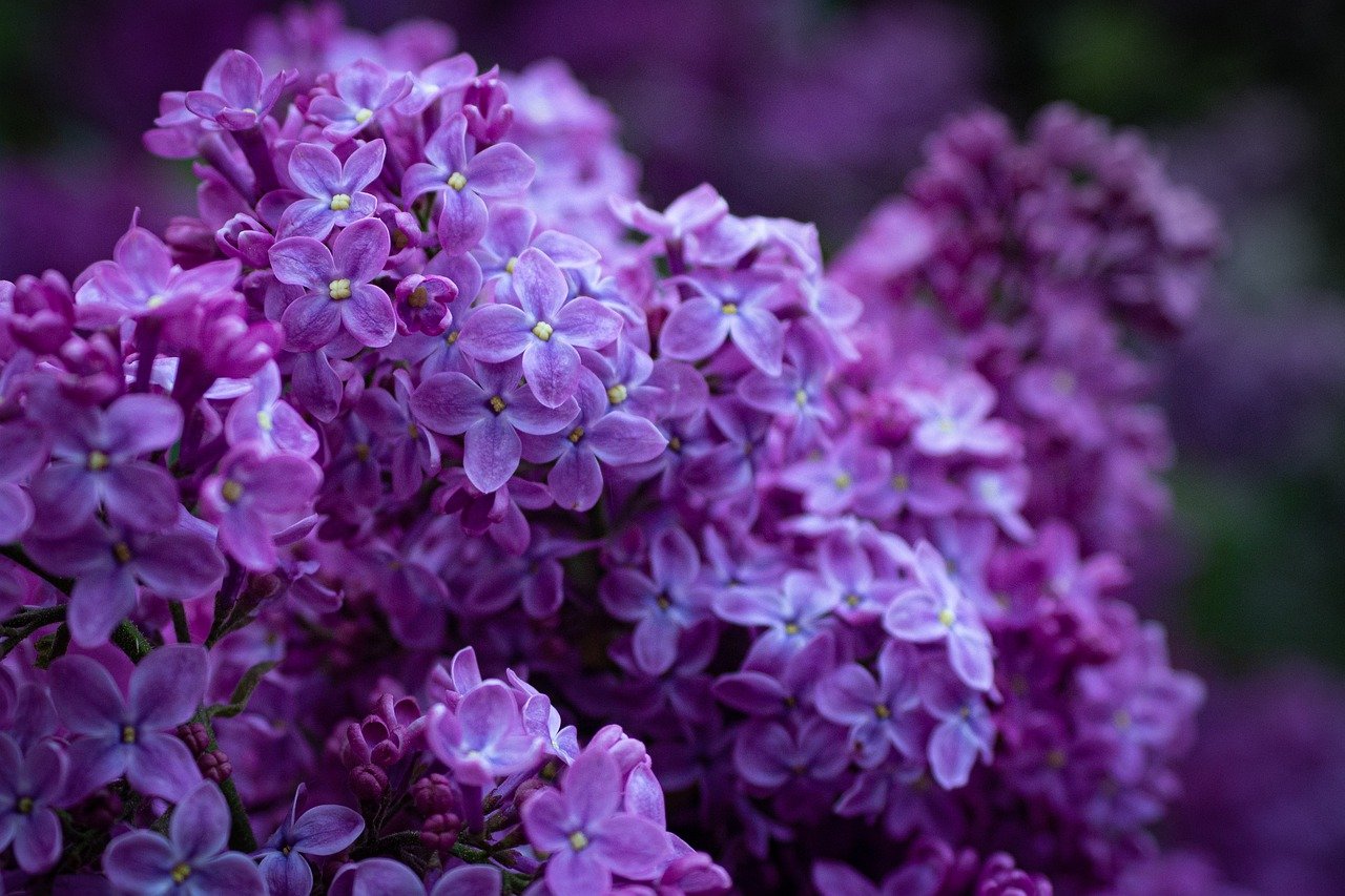 Бузок махровий