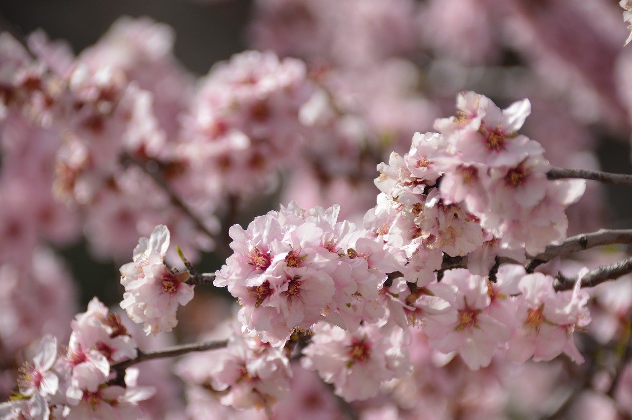 Мигдаль декоративний