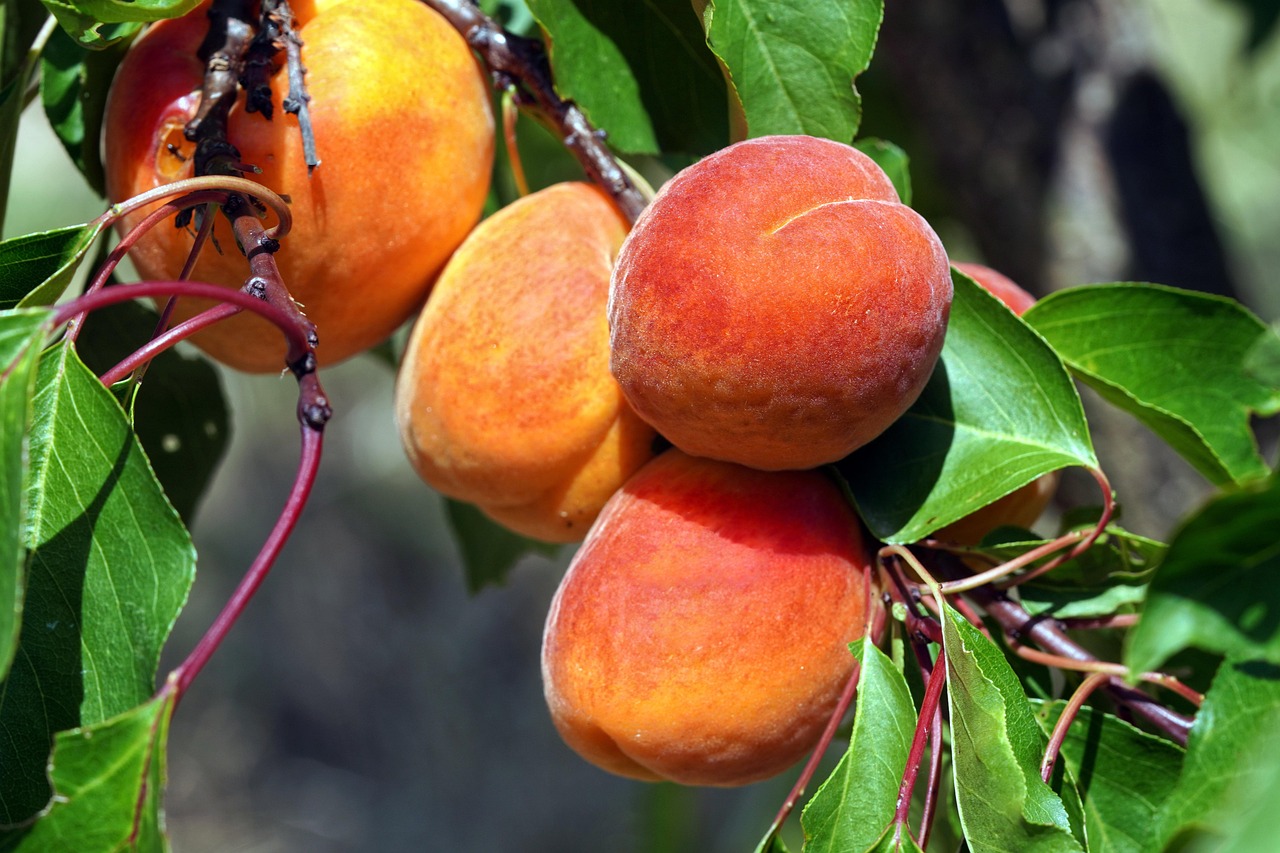 Абрикос
