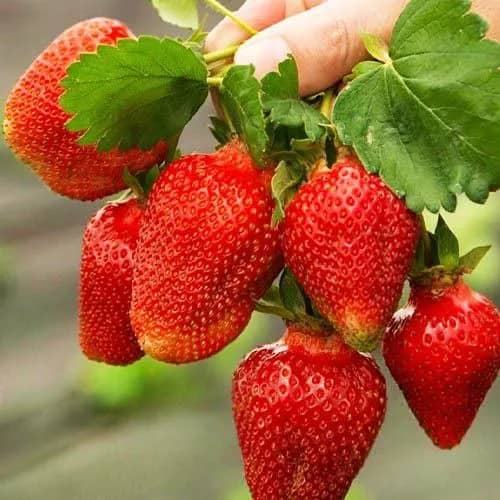 Полуниця Азія (Asia) - середньоранній сорт