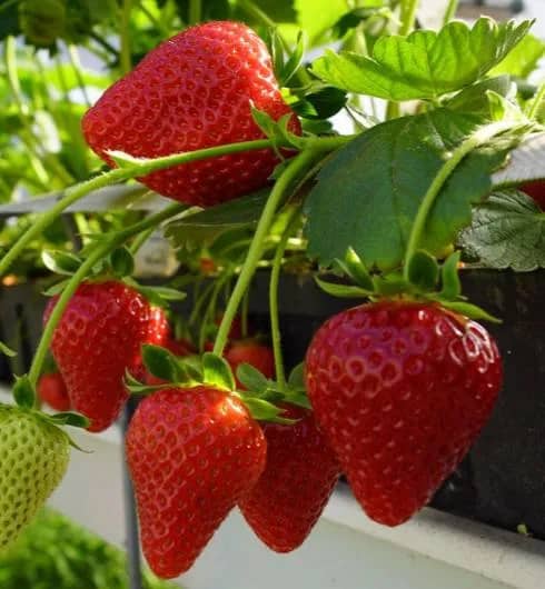 Полуниця Кабрілло (Fragaria moschata Cabrillo) - ремонтантний, високоврожайний сорт