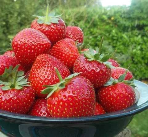 Полуниця Мурано (Fragaria Murano) – ремонтантний, високоврожайний сорт