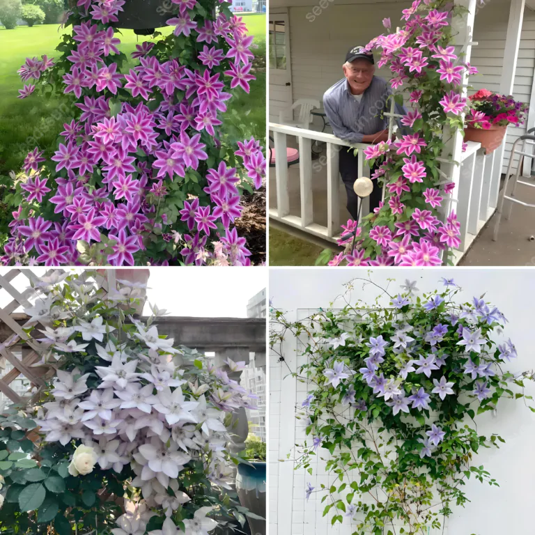 🪷КЛЕМАНТИС 🪷 - 🍀Насіння квітів клематиса 25 ГРАМ🍀