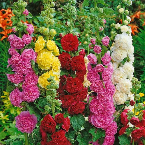 🌸Насіння мальви 25 грам🌸